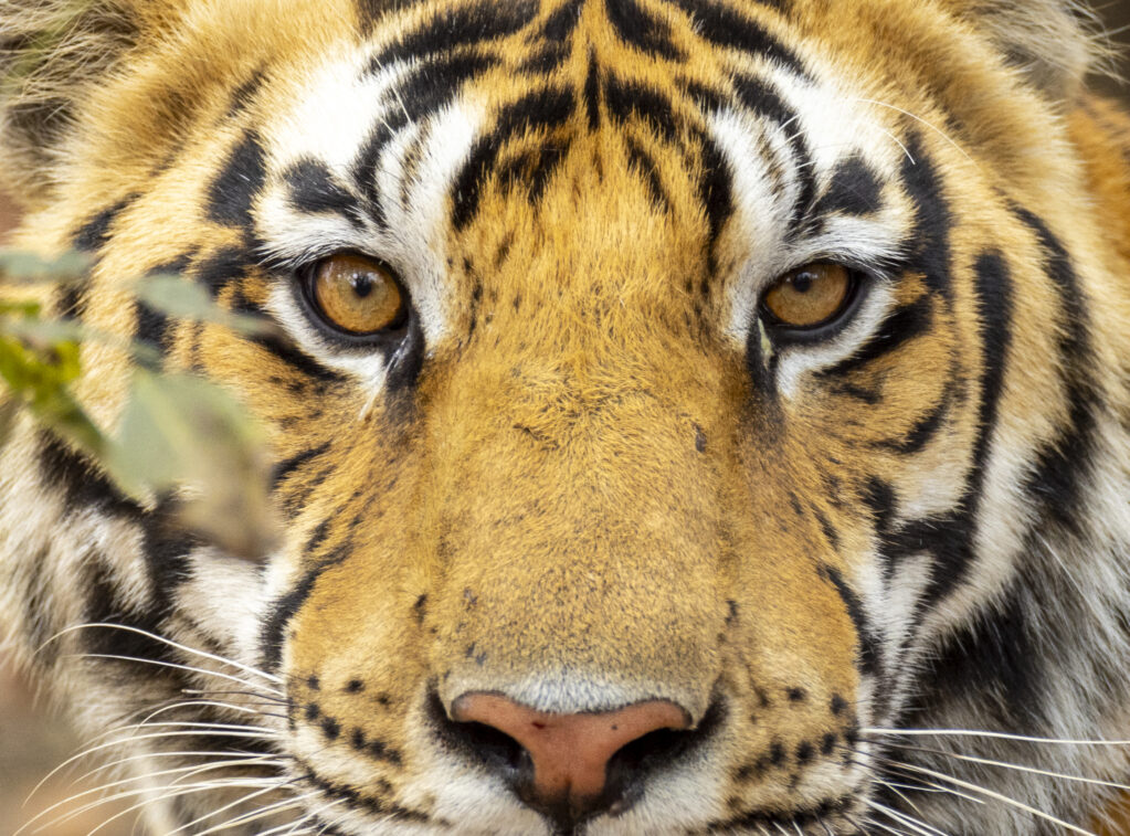 _53A0864-7 53a0864 7