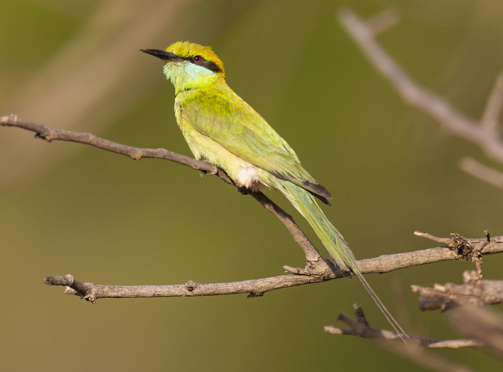 _53A0951-Edit-7 53a0951 Edit 7