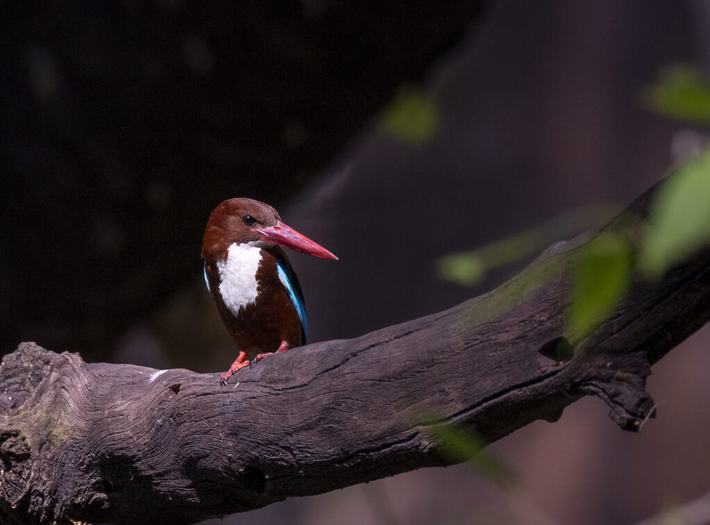 _53A1016-Edit-7 53a1016 Edit 7