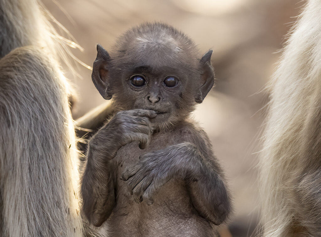 _53A8533-Edit-Edit-6 53a8533 Edit Edit 6