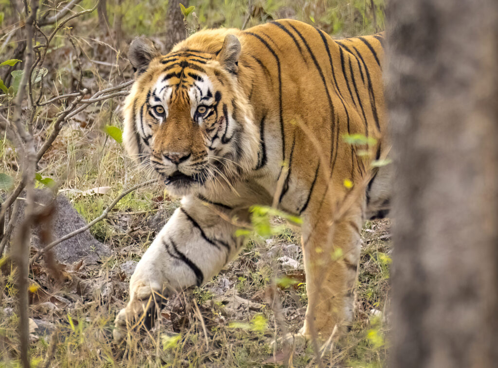 2025 Tiger Photo Safari