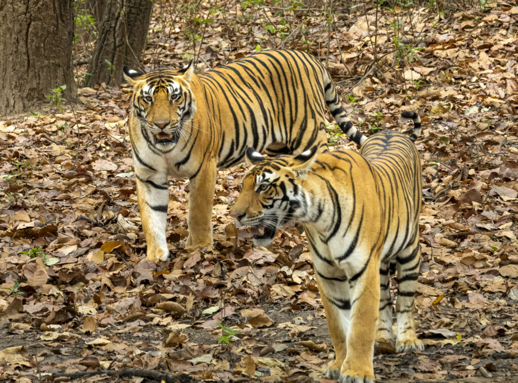 DSC08501-Edit-Edit-7 Dsc08501 Edit Edit 7